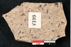 Foto (Detailansicht) von Puccinites lanceolatus Ettingshausen (NHMW-GEO-2024-0188-8199)